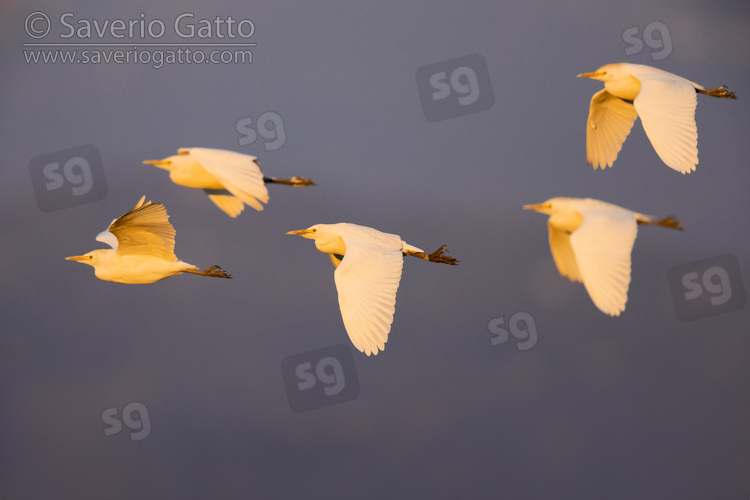 Cattle Egret, side view of a flock in flight