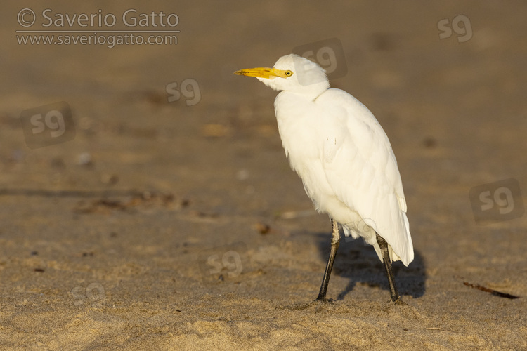 Cattle Egret