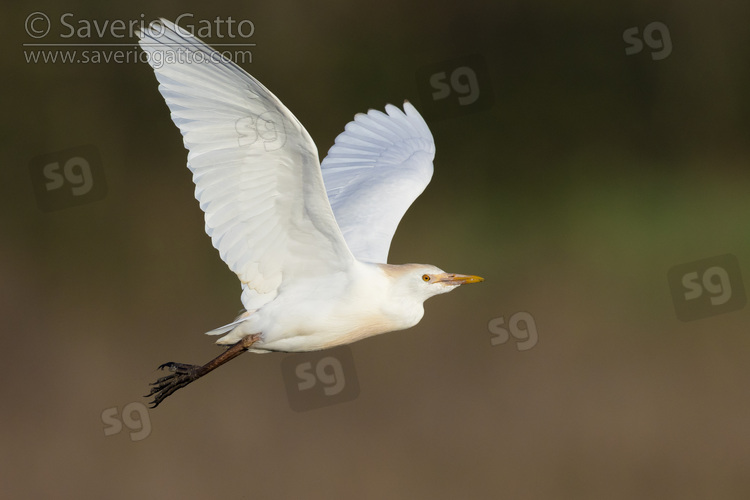 Airone guardabuoi, individuo in volo