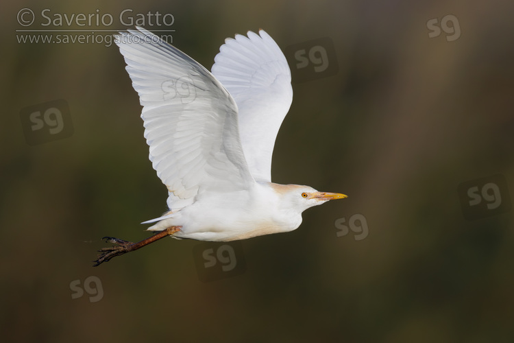 Cattle Egret, side view of an individual in flight