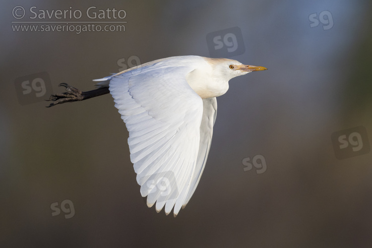 Cattle Egret, side view of an individual in flight