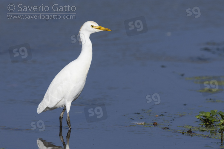 Airone guardabuoi, individuo posato in acqua