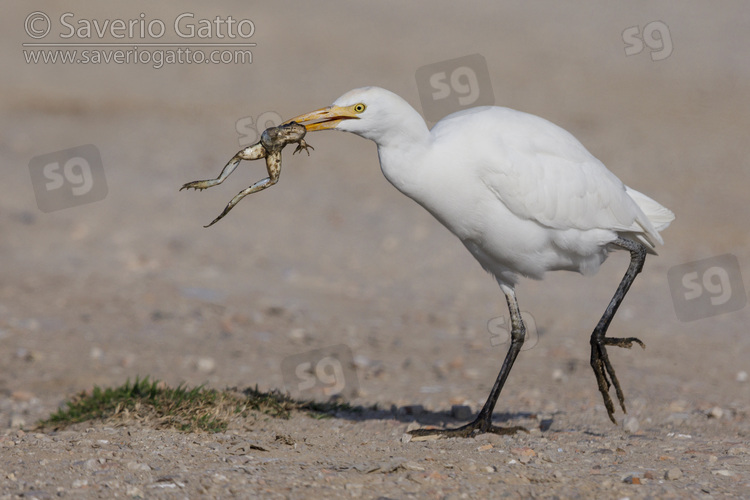 Cattle Egret, individual in walking with a caught frog