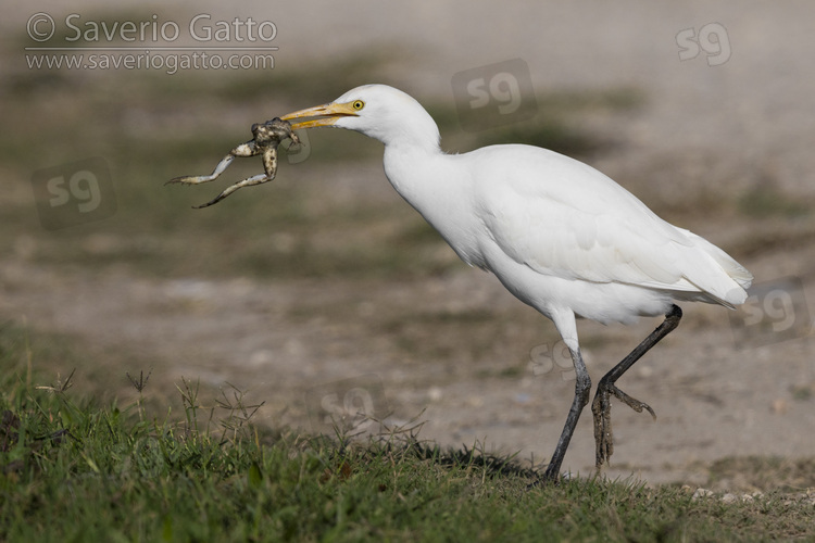 Cattle Egret