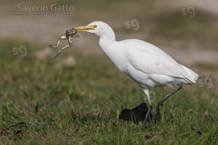 Cattle Egret, individual in walking with a caught frog