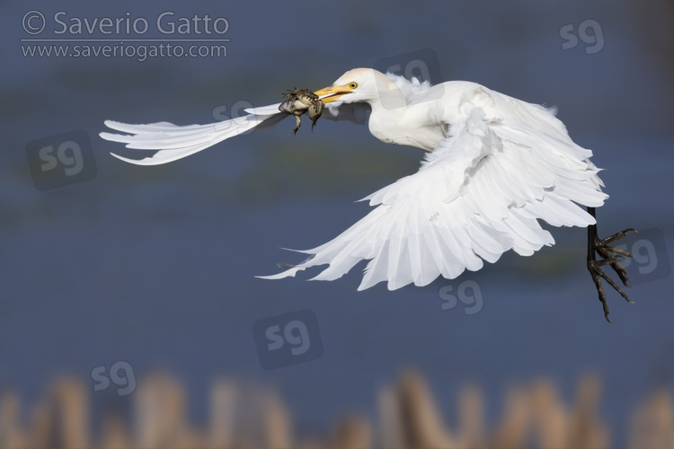 Cattle Egret, individual in flight with a caught frog