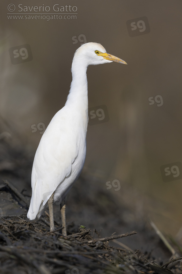 Cattle Egret