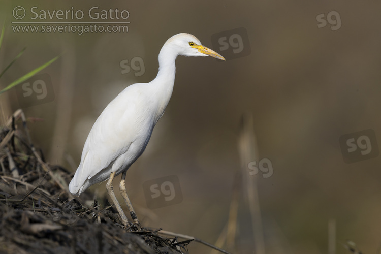 Cattle Egret