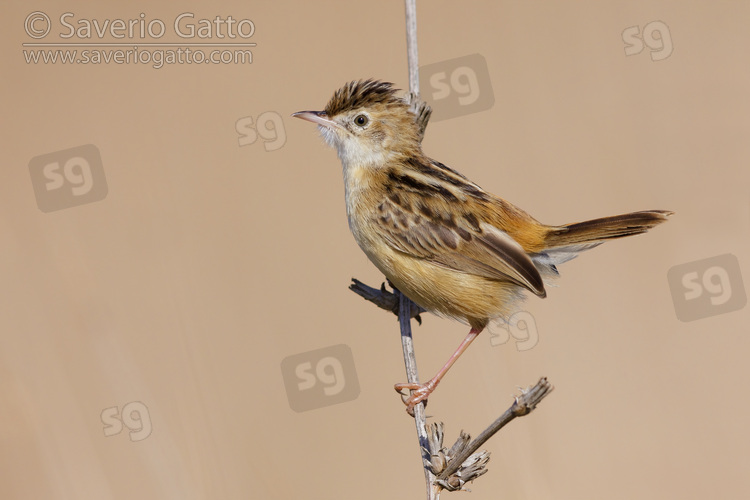 Zitting Cisticola, side view of an adult perched on a stem