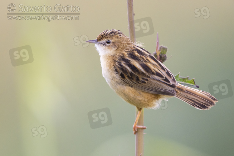 Zitting Cisticola, side view of an adult perched on a stem