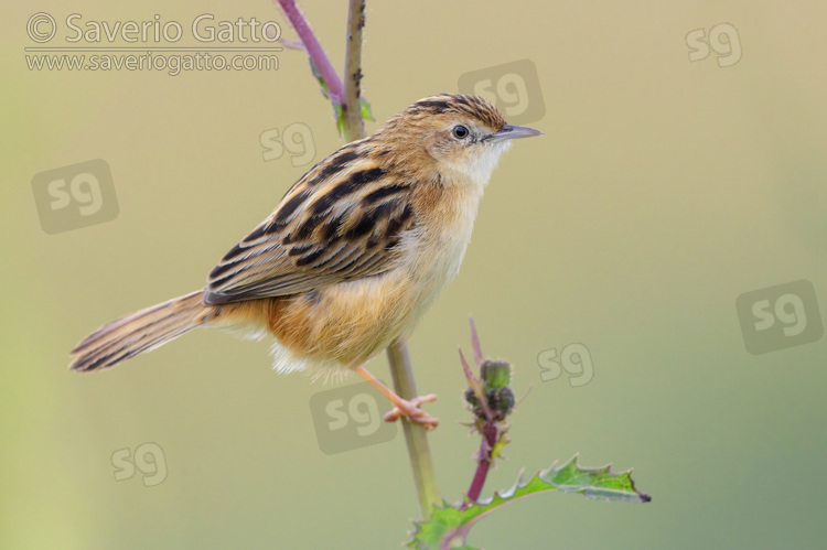 Zitting Cisticola, side view of an adult perched on a stem