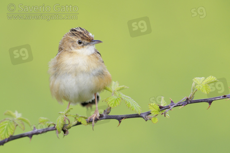 Zitting Cisticola, front view of an adult perched on a blackberry branch