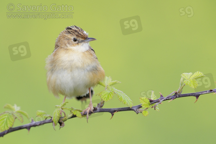 Zitting Cisticola