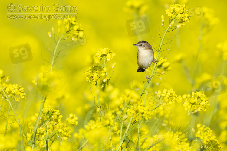 Zitting Cisticola, front view of an adult perched on a stem