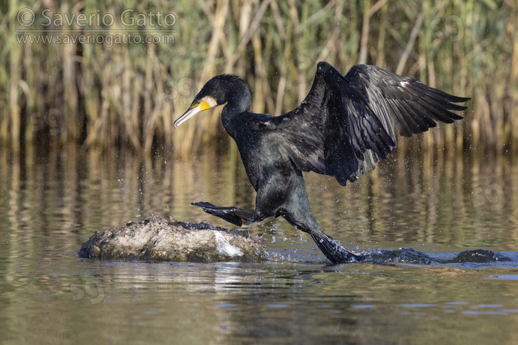 Continental Great Cormorant, adult jumping on a rock