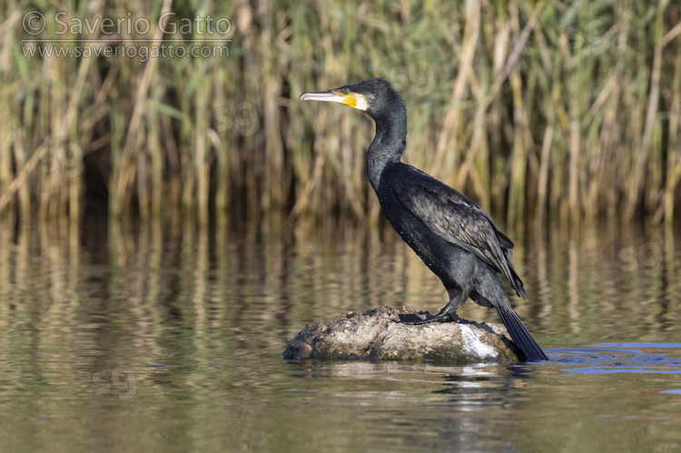 Continental Great Cormorant, adult standing on a rock