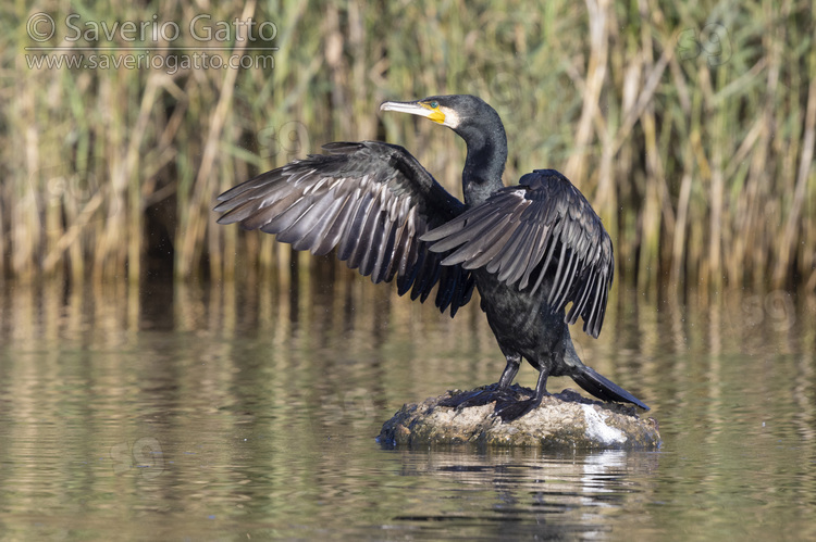 Continental Great Cormorant, adult standing on a rock