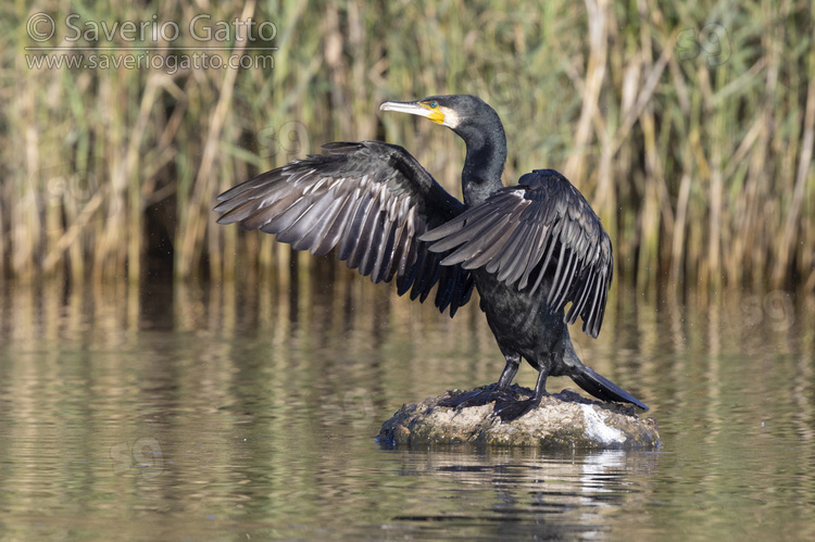 Cormorano, adulto posato su una roccia