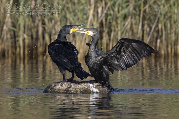 Continental Great Cormorant, adults on a rock