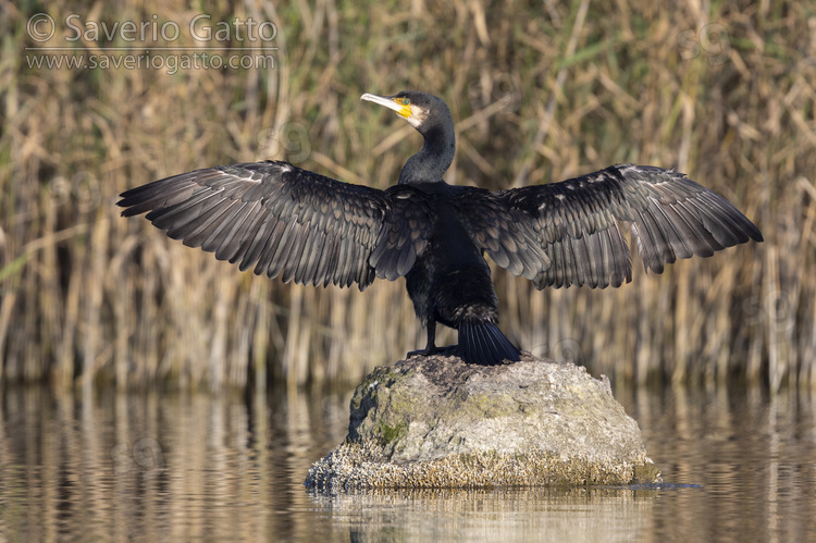 Continental Great Cormorant, adult standing on a rock