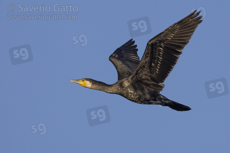 Continental Great Cormorant, side view of an immature in flight