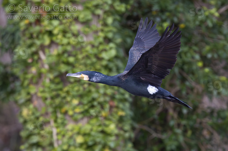 Continental Great Cormorant, side view of an adult in flight