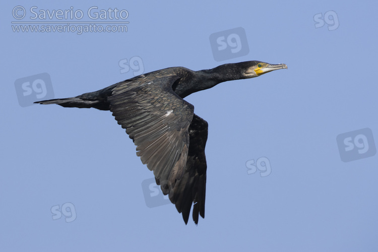 Continental Great Cormorant, side view of an adult in winter plumage in flight