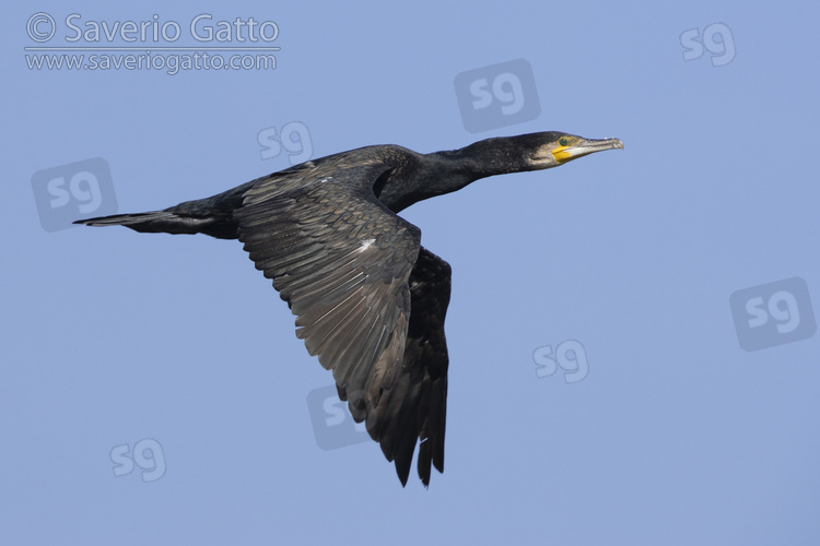 Cormorano, adulto in abito invernale in volo