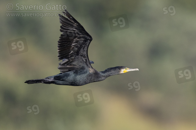 Continental Great Cormorant, side view of an adult in winter plumage in flight