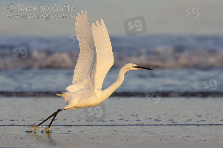 Little Egret