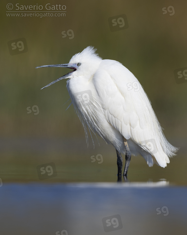 Little Egret