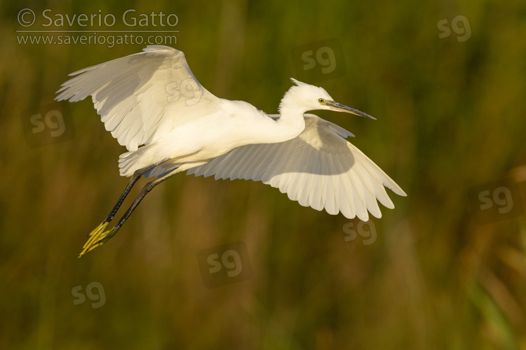 Garzetta, individuo in volo