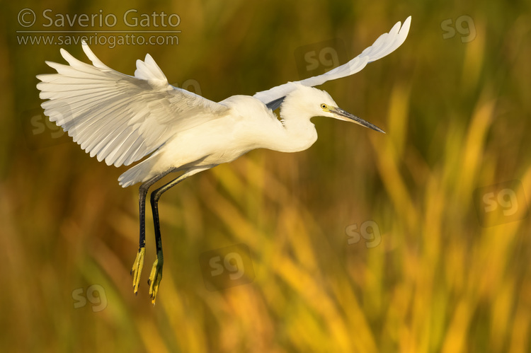 Little Egret, side view of an individual in flight