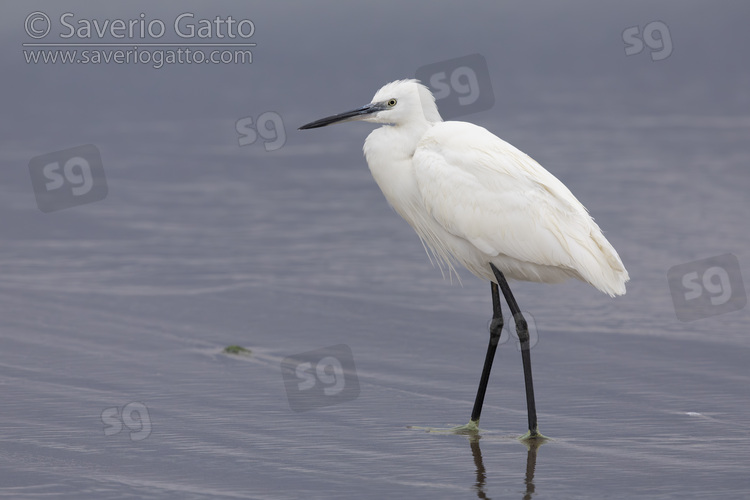 Little Egret, side view of an individual standing in the water