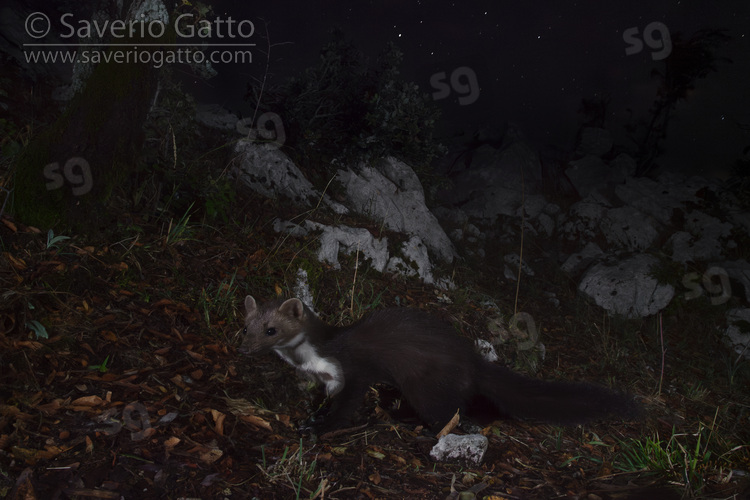 Beech Marten, side view of an adult standing on the ground at night