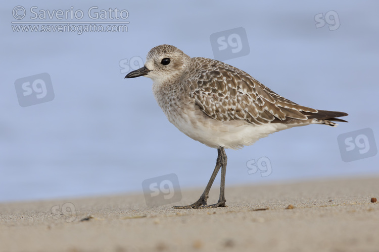 Grey Plover, side view of an adult standing on the shore