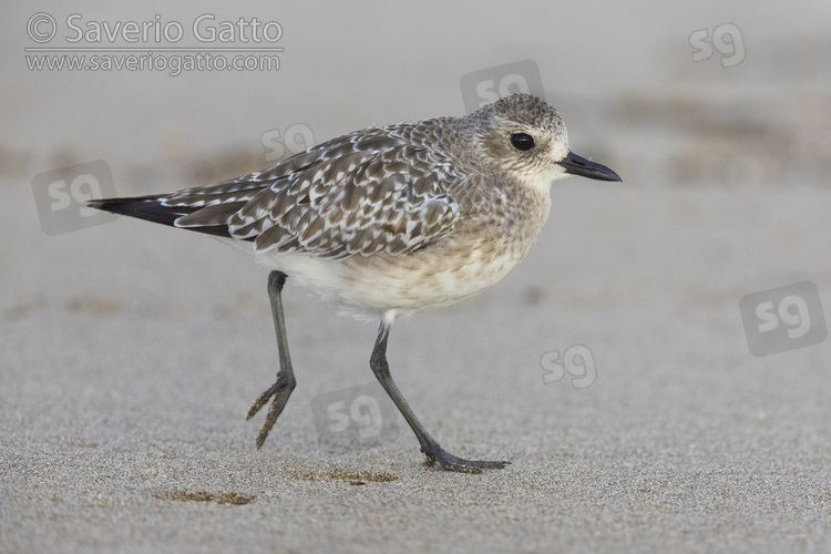 Grey Plover, side view of an adult standing on the shore