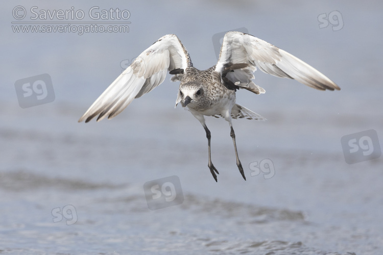 Grey Plover, front view of an adult in flight