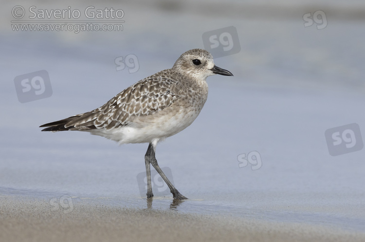 Grey Plover, side view of an adult standing on the shore