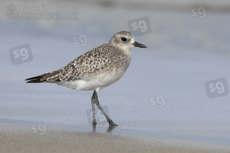 Grey Plover