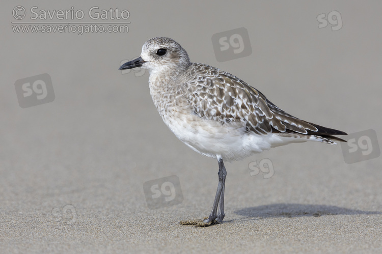 Grey Plover, side view of an adult standing on the shore