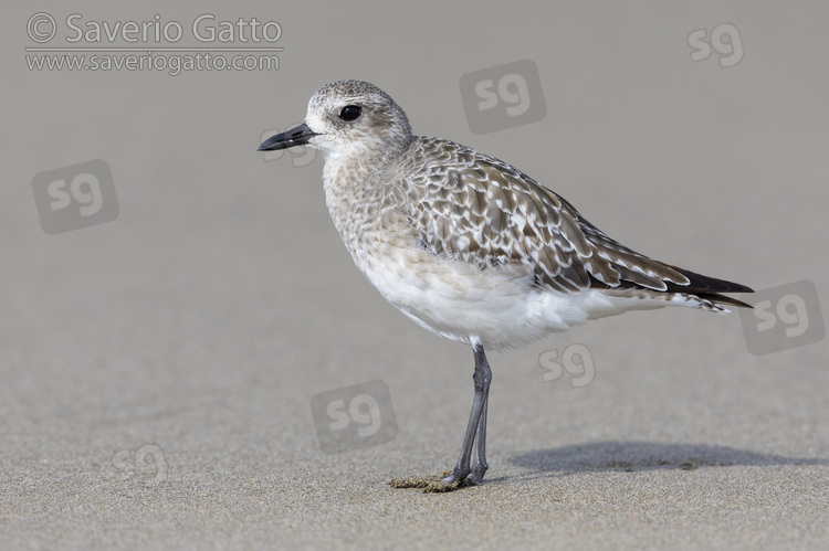 Grey Plover