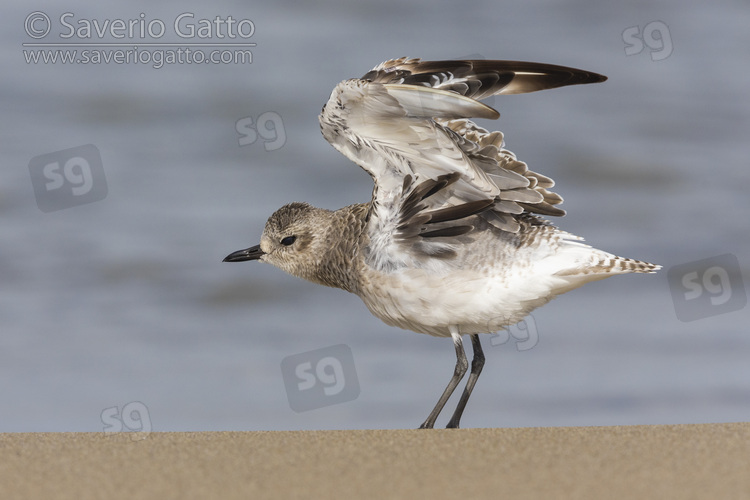 Grey Plover