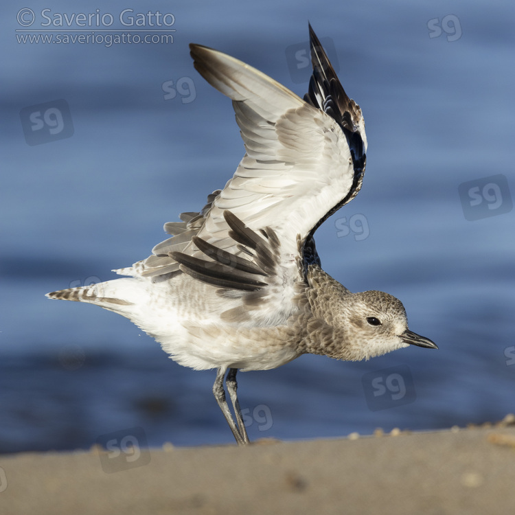 Grey Plover