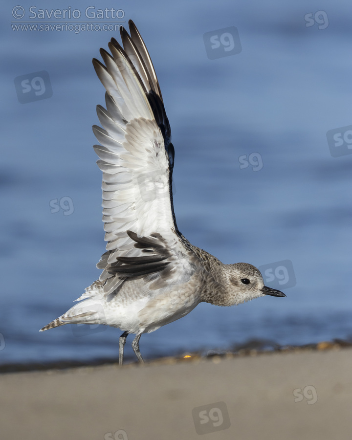Grey Plover, side view of an adult stretching its wings