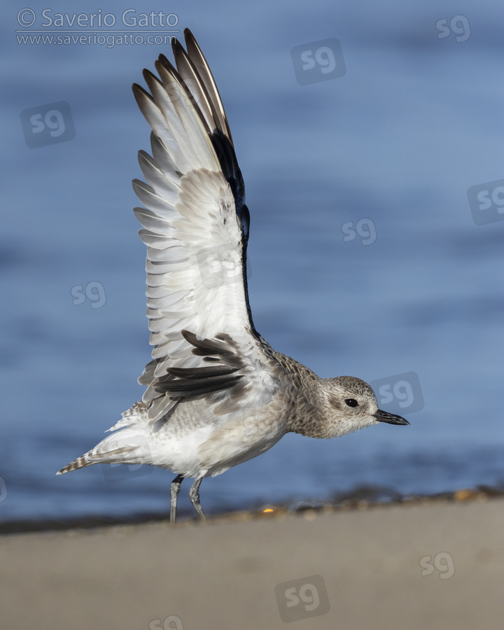 Grey Plover