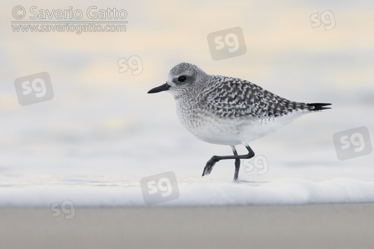 Grey Plover, side view of an adult standing on the shore