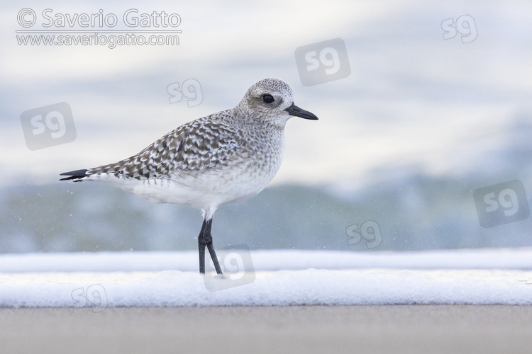 Grey Plover, side view of an adult standing on the shore