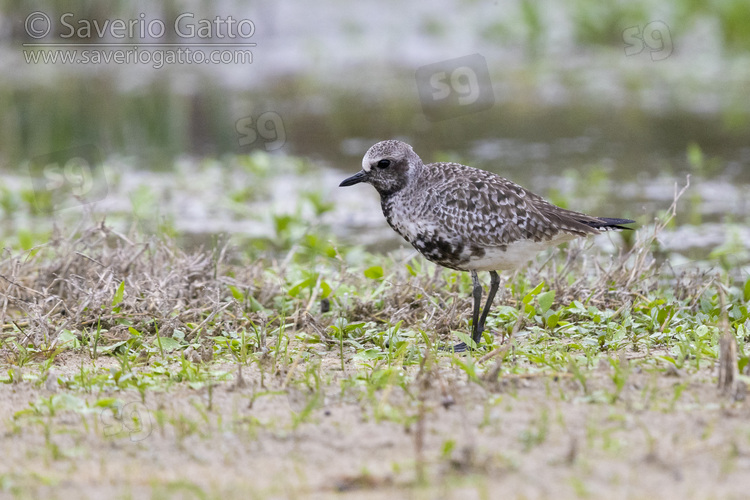 Grey Plover