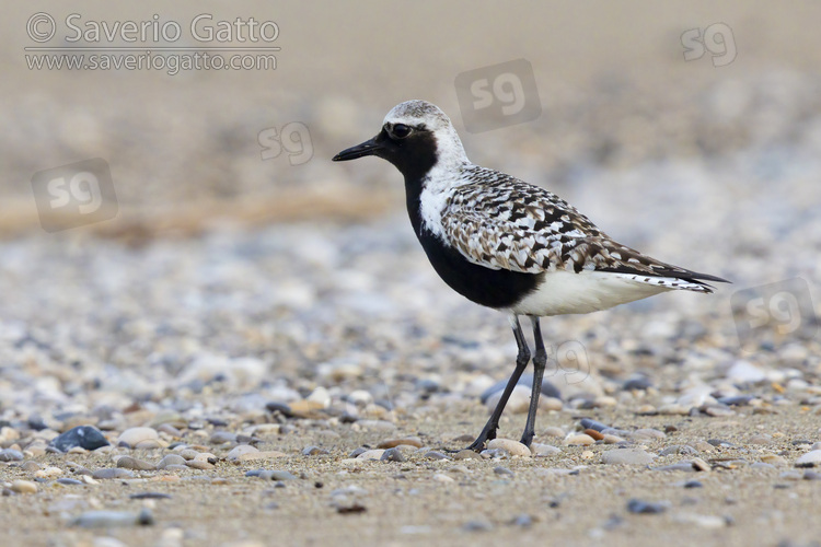 Grey Plover, side view of an adult male standing on the shore